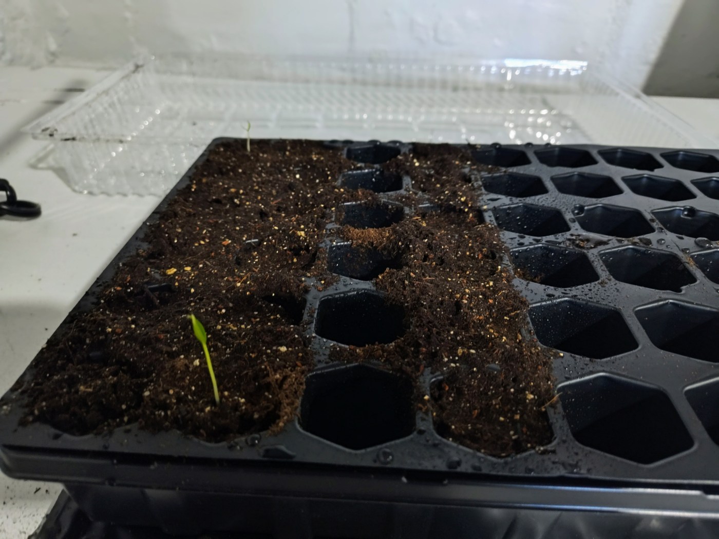 Seed Starting