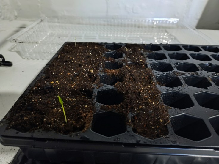 Seed Starting