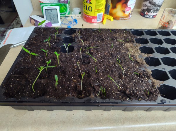 Seed Tray, Seedlings