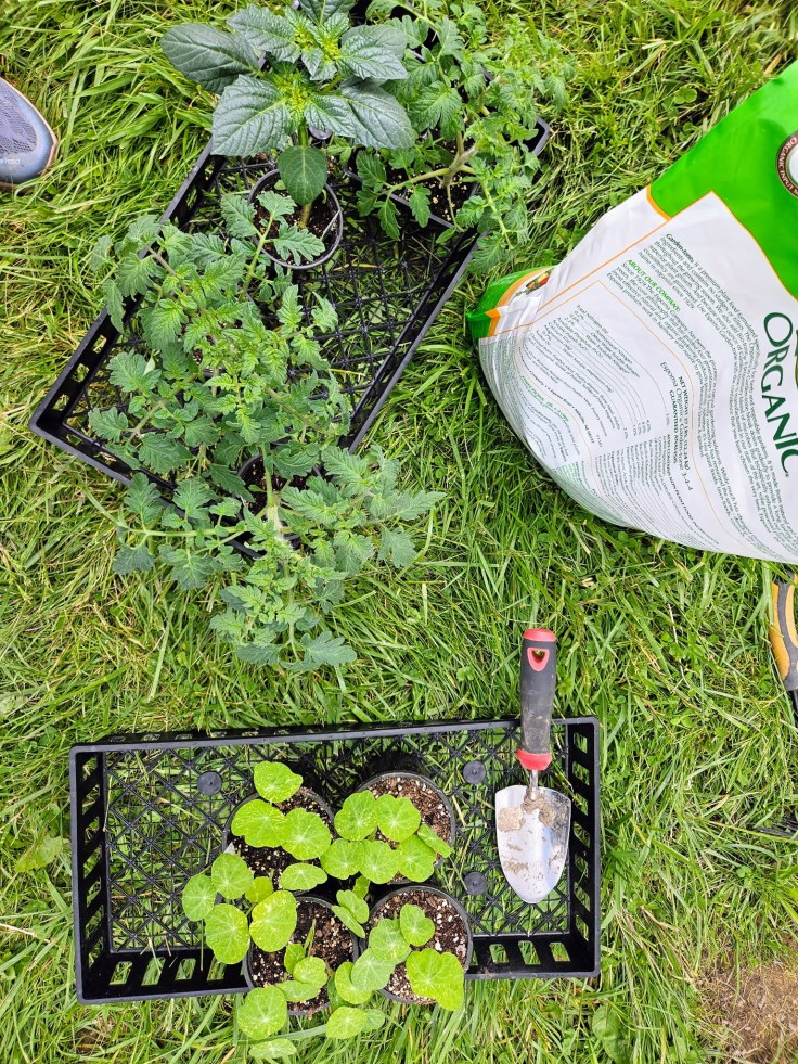 Gardening, transplants