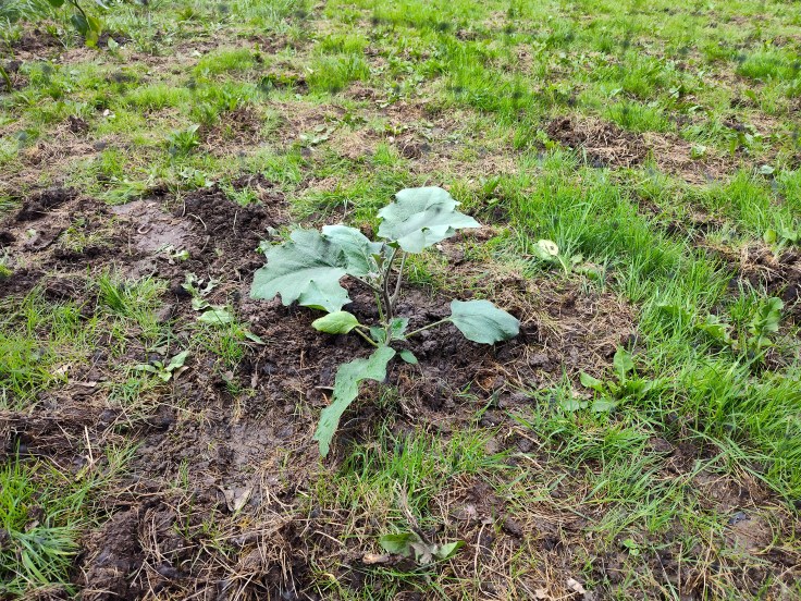 Eggplant, gardening