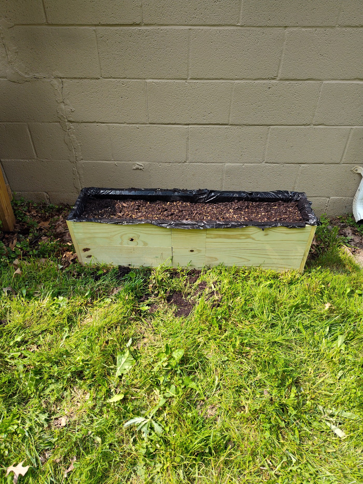 Planter Box, Gardening, Beans