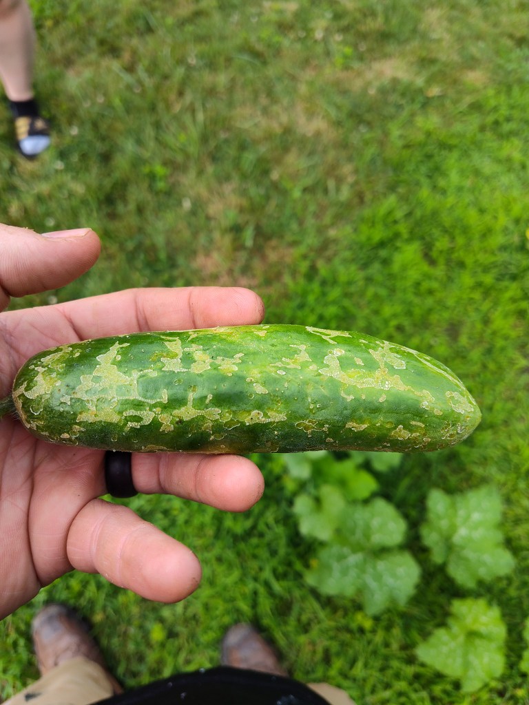 Cucumbers