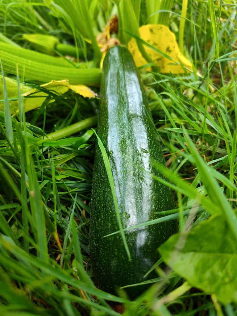 Zucchini