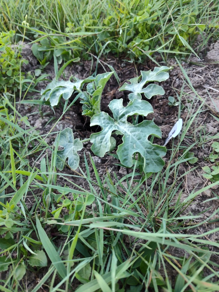 Watermelon, Baker Creek, Ali Baba Watermelon