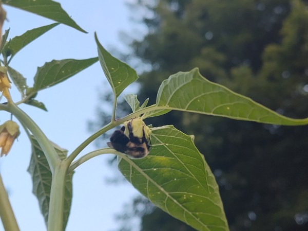 Bumble Bee, Tomatillo