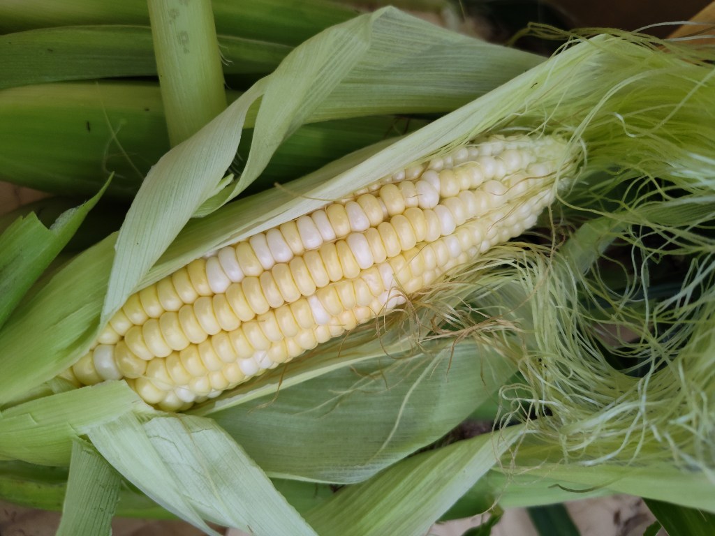 Butter and Sugar Corn