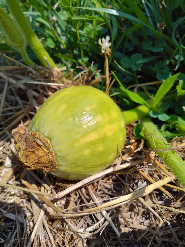 Candy Roaster Melon, Seminole Pumpkin