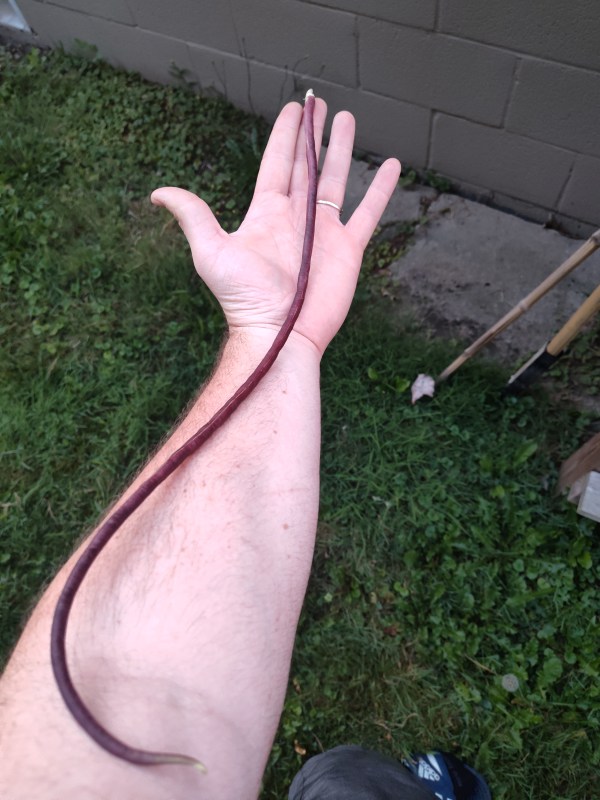 Chinese Red Noodle Bean