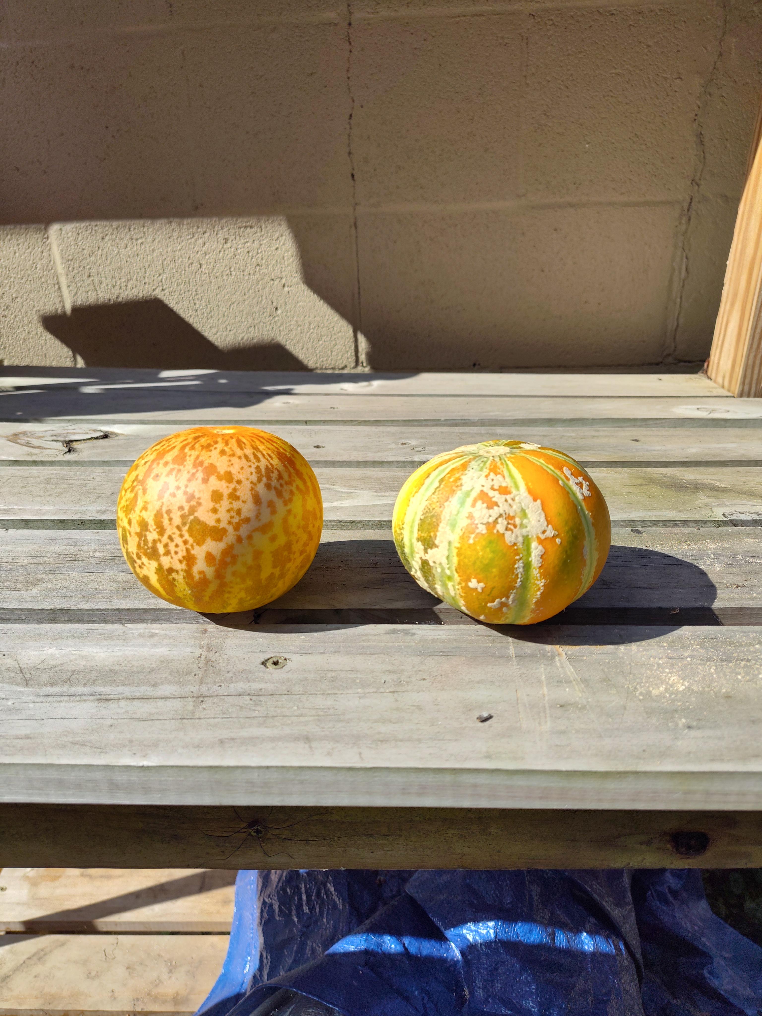 Successfully Growing Melons – One Rabbit Riot