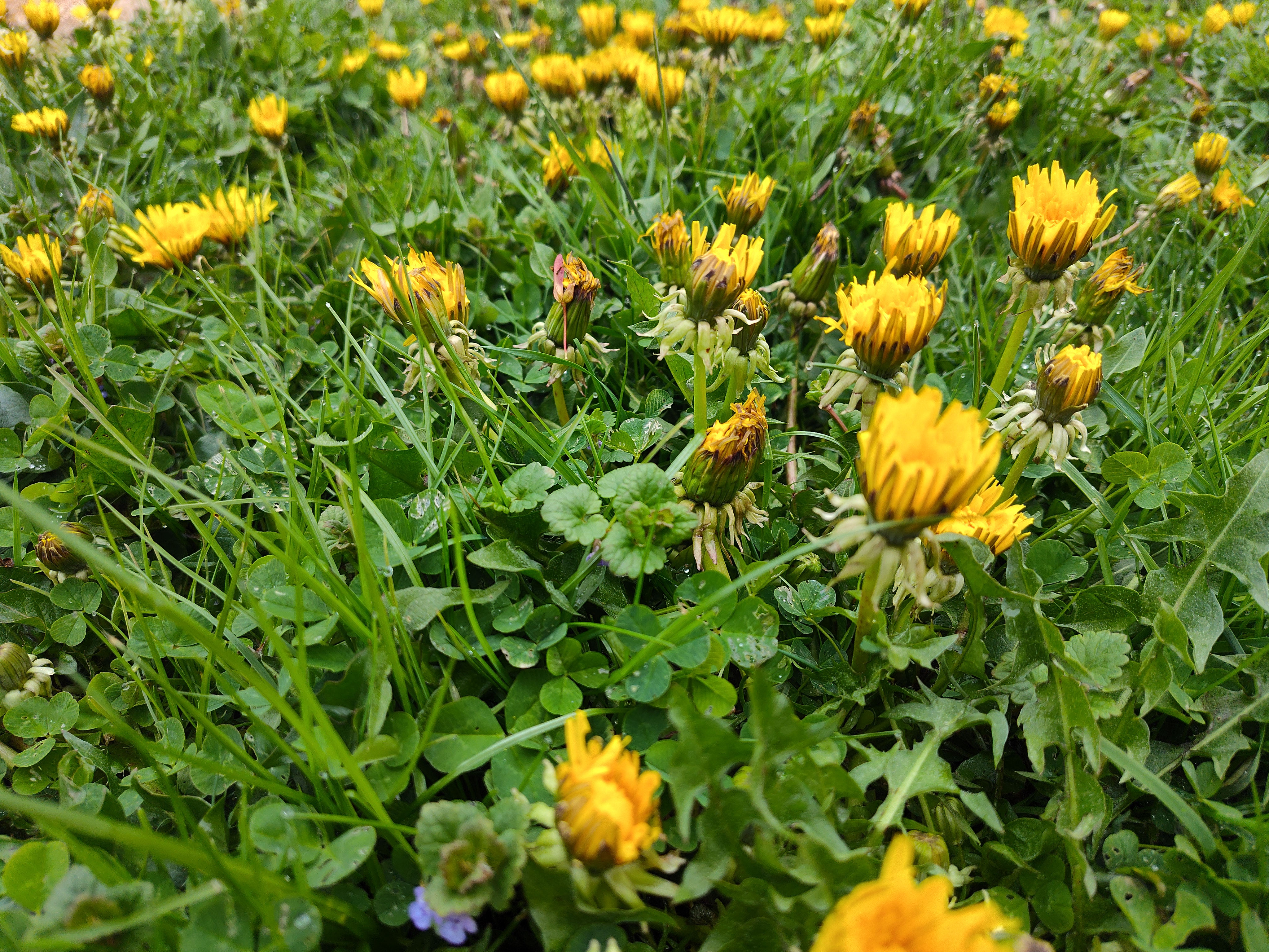 Let the Dandelions Grow – One Rabbit Riot