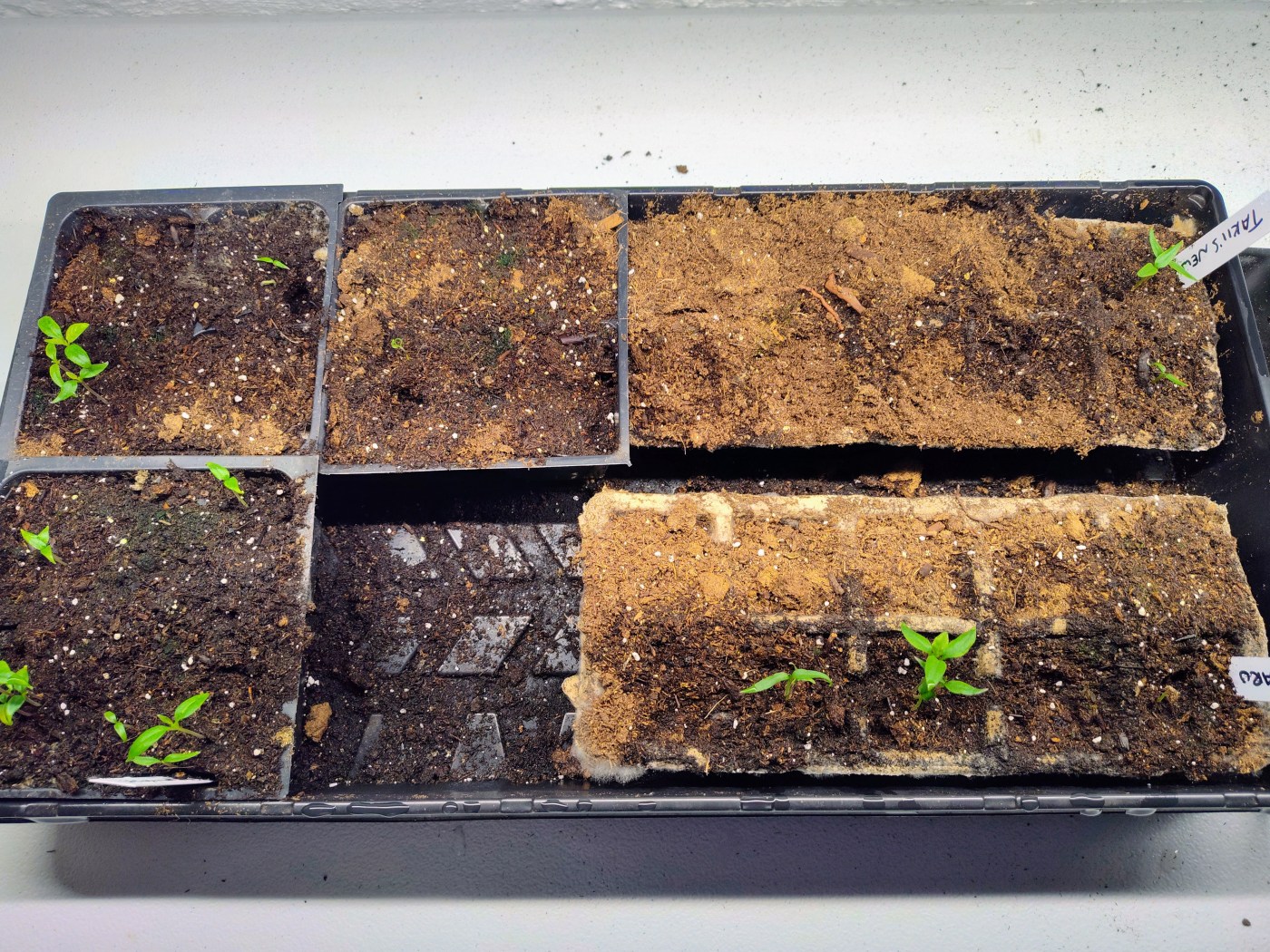 Pepper Seeds, Seed Starting Trays