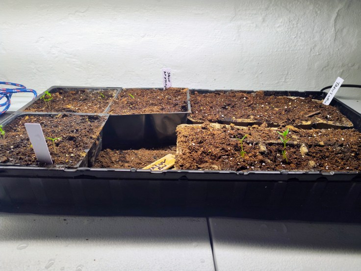 Seed Starting, Pepper Seeds