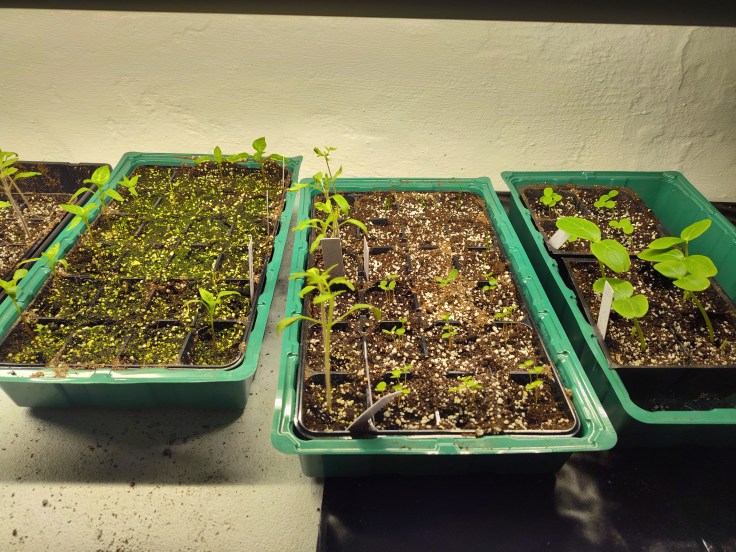 peppers, cucumbers, tomatoes, molokhia, leeks