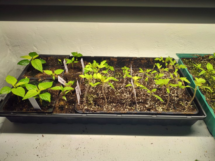 tomatoes, peppers