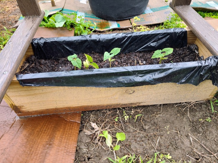 Iroquois Skunk Pole Beans, Bean Plants