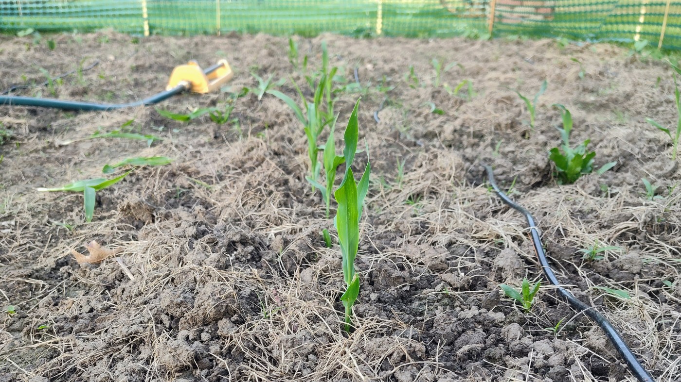 Corn, Gardening