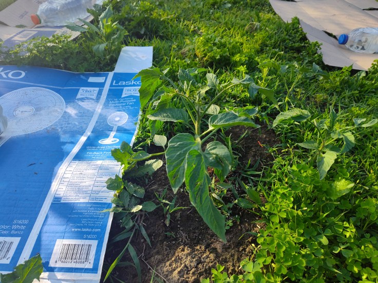 Tomato plant