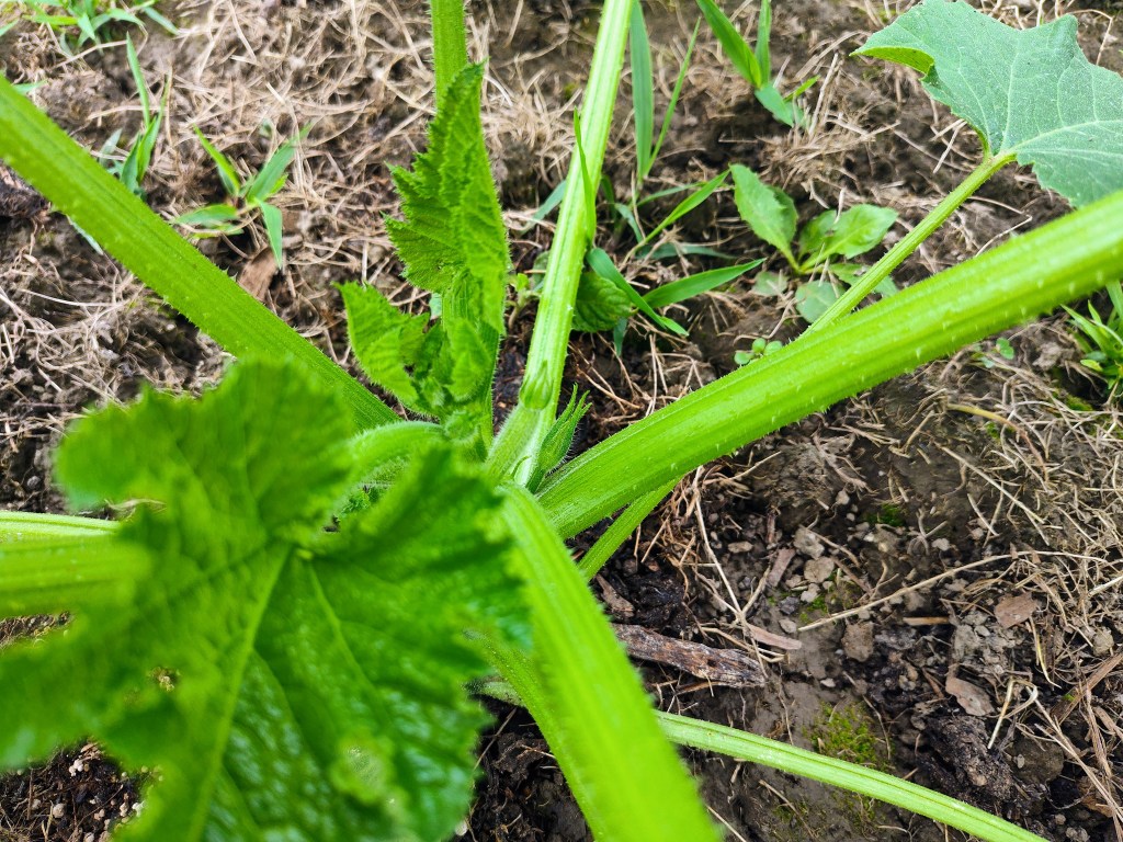 Squash plant
