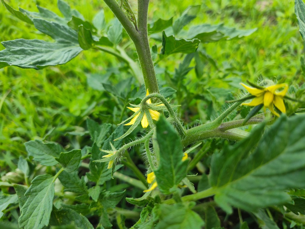 Tomato, tomato plant, tomato blossom