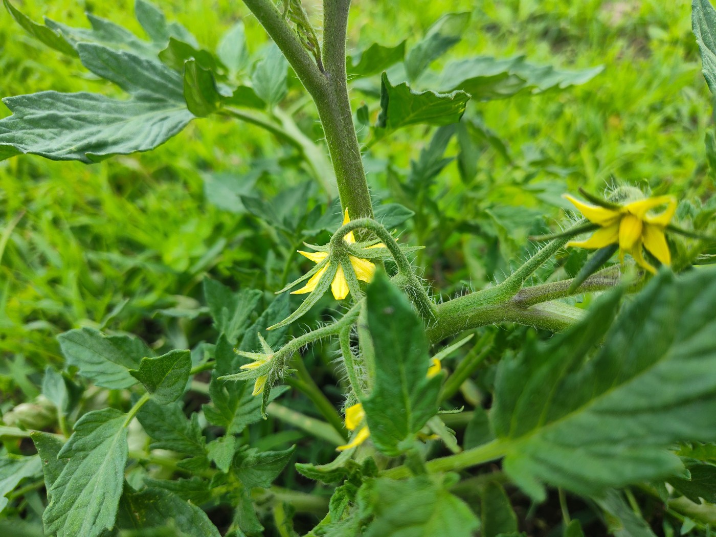 Tomato, tomato plant, tomato blossom