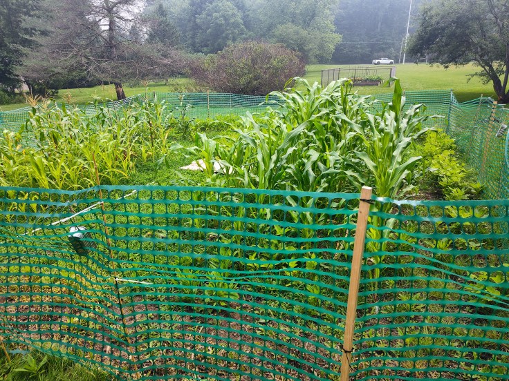 corn, beans