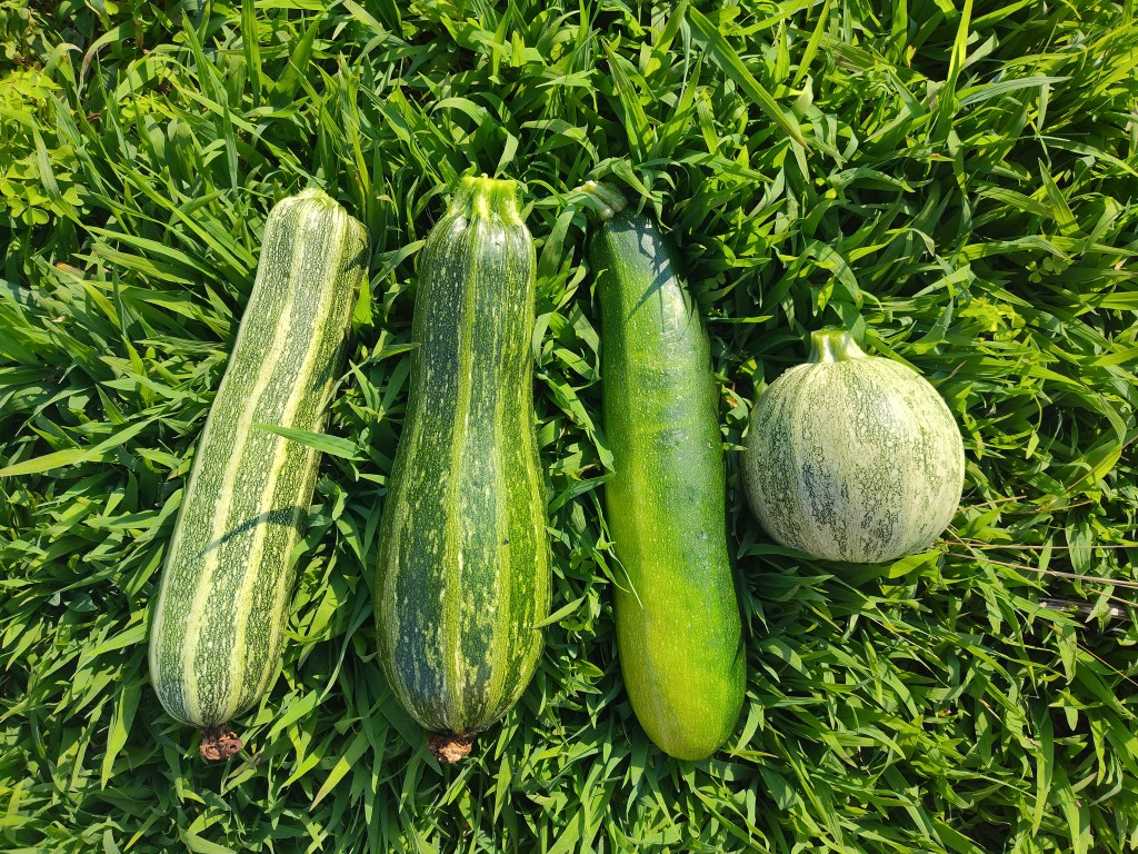 Costata Romanesca, Black Beauty, Ronde de Nice, zucchini