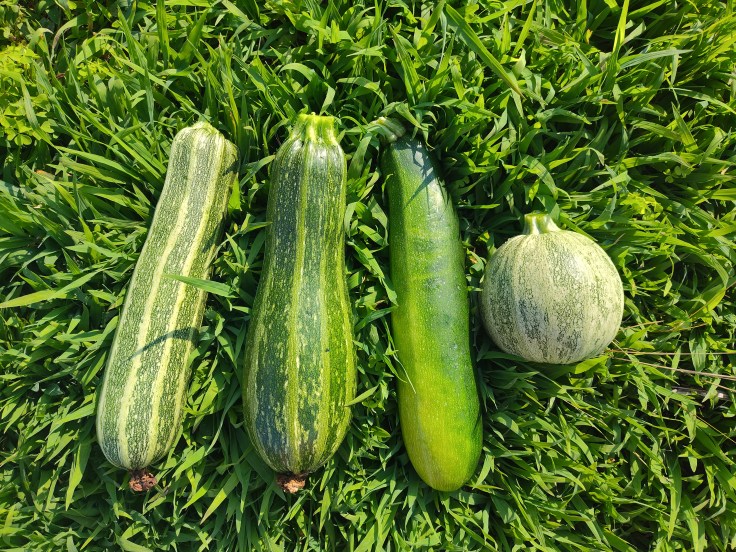 Costata Romanesca, Black Beauty, Ronde de Nice, zucchini