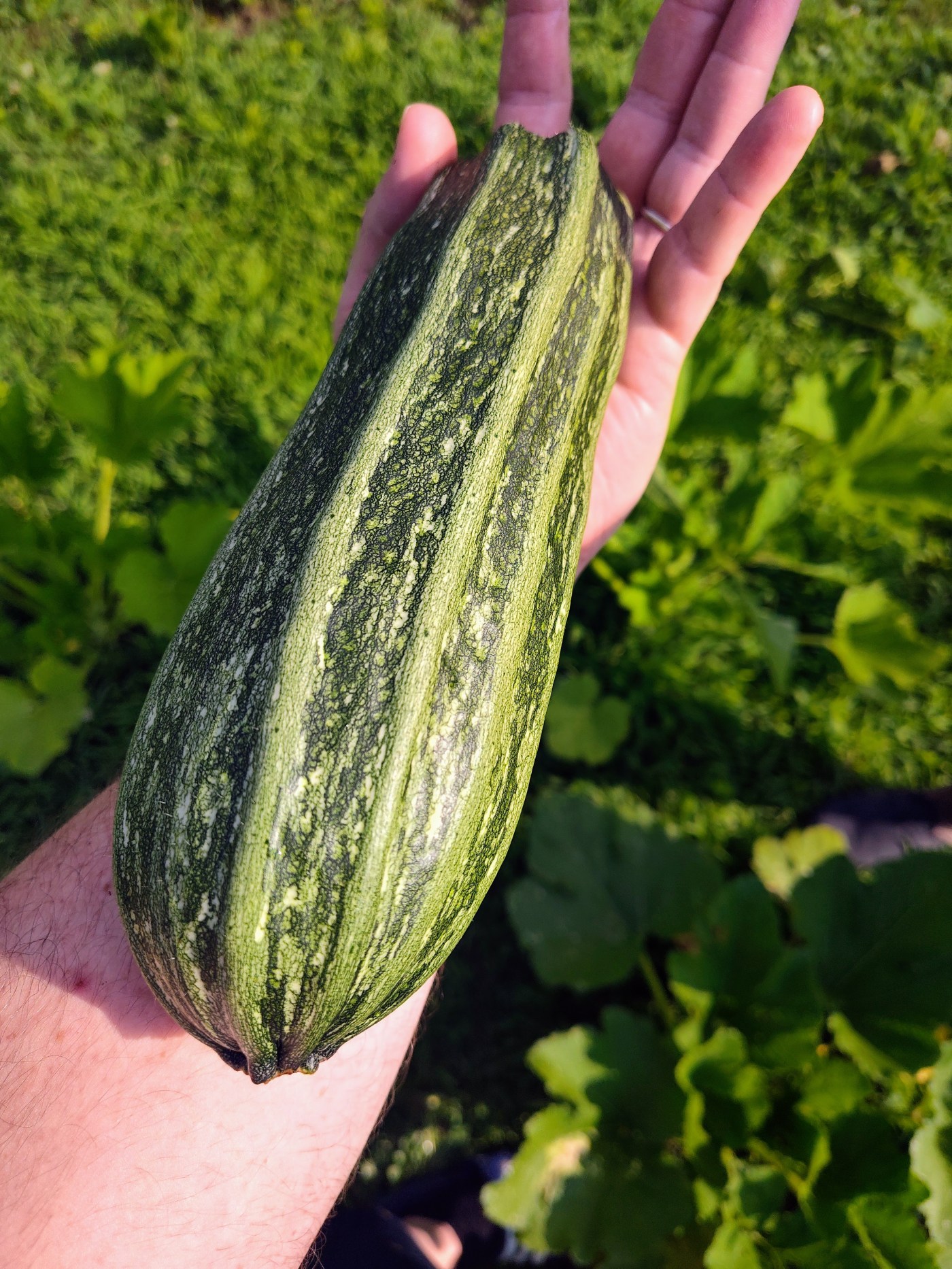 Costata Romanesca, zucchini