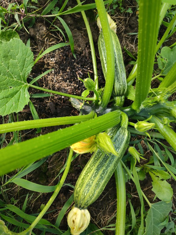 costata romanesca zucchini, zucchini