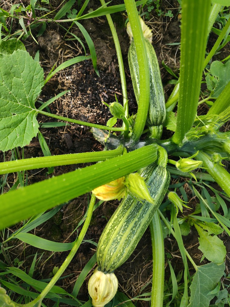 costata romanesca zucchini, zucchini