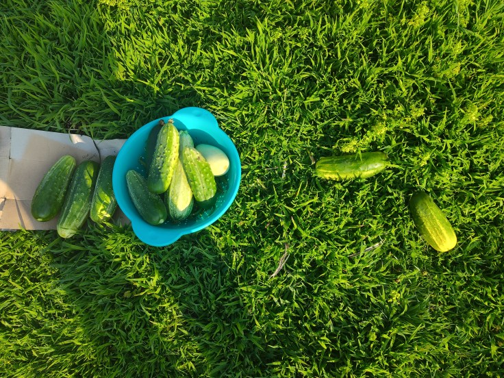 Bushy Cucumbers, cucumbers