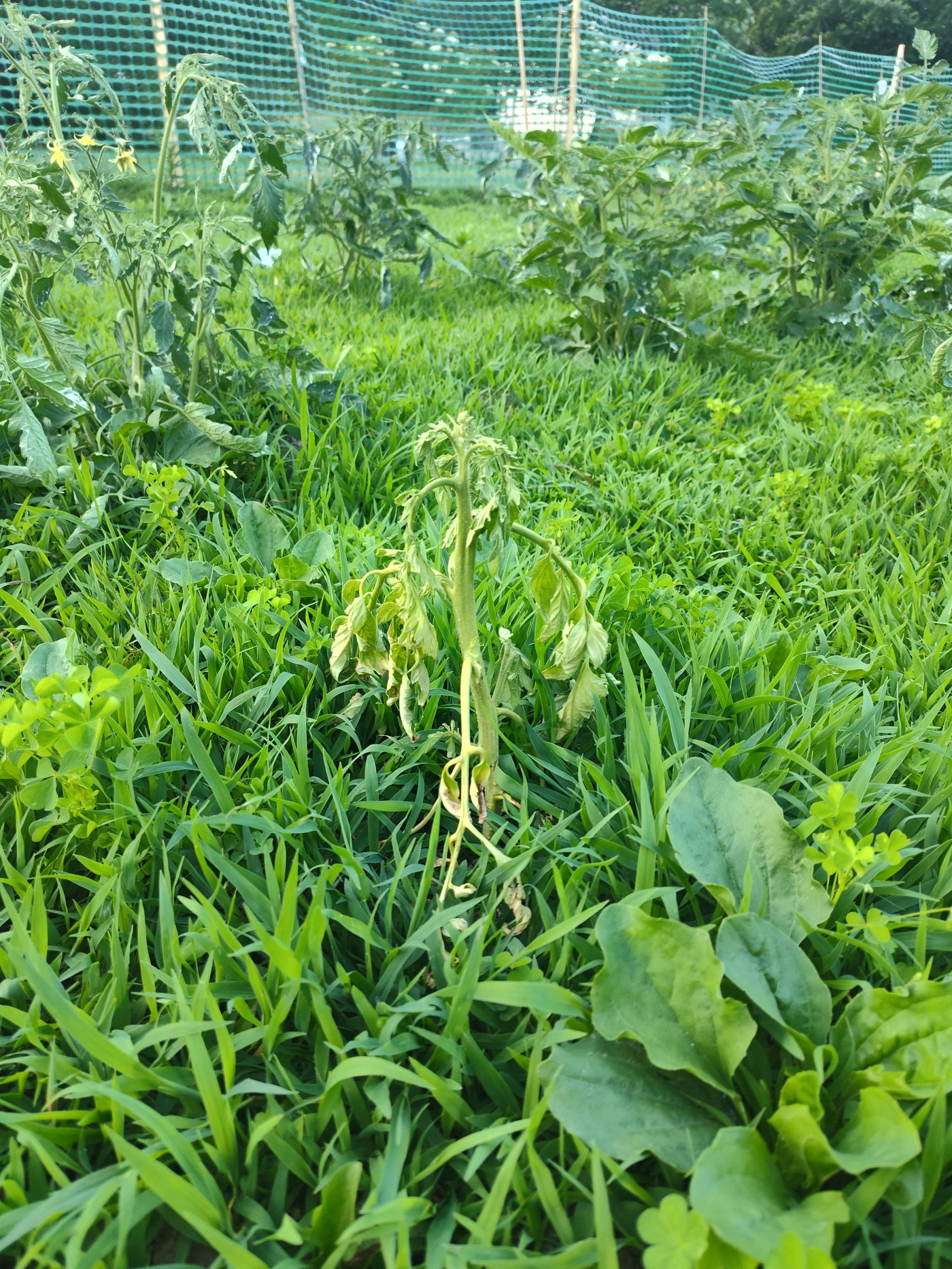 tomato plant, gardening