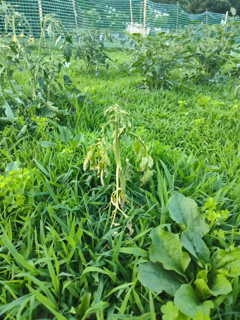 tomato plant, gardening