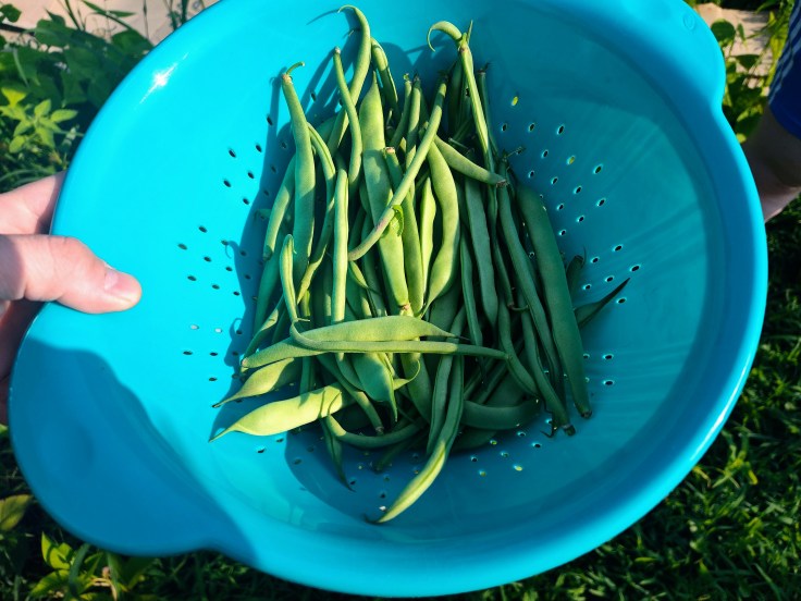 Beans, Maxibel Haricot Vert bean, Beurre de Rocquen bean