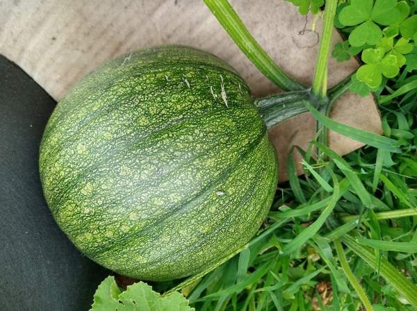Pumpkin