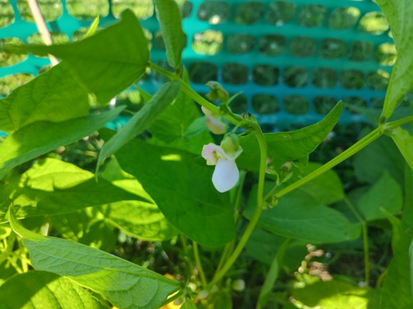 Missouri Bill beans, beans, blossoms