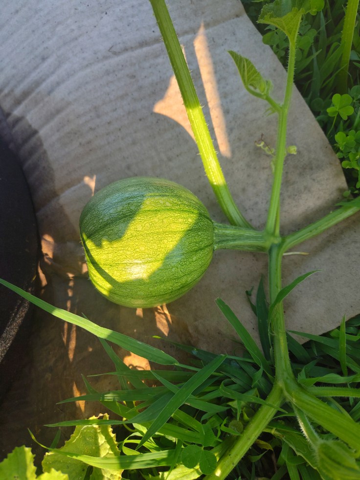 Montreal Market Melon, Melon