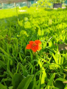 Nasturtium