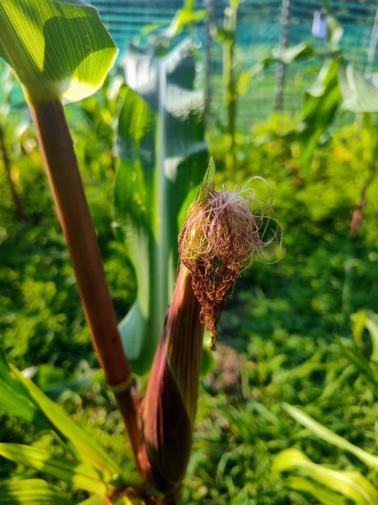 Painted Mountain corn, corn