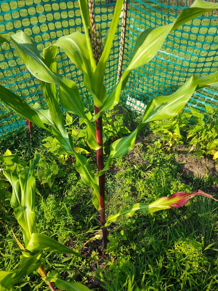 Painted Mountain corn, corn
