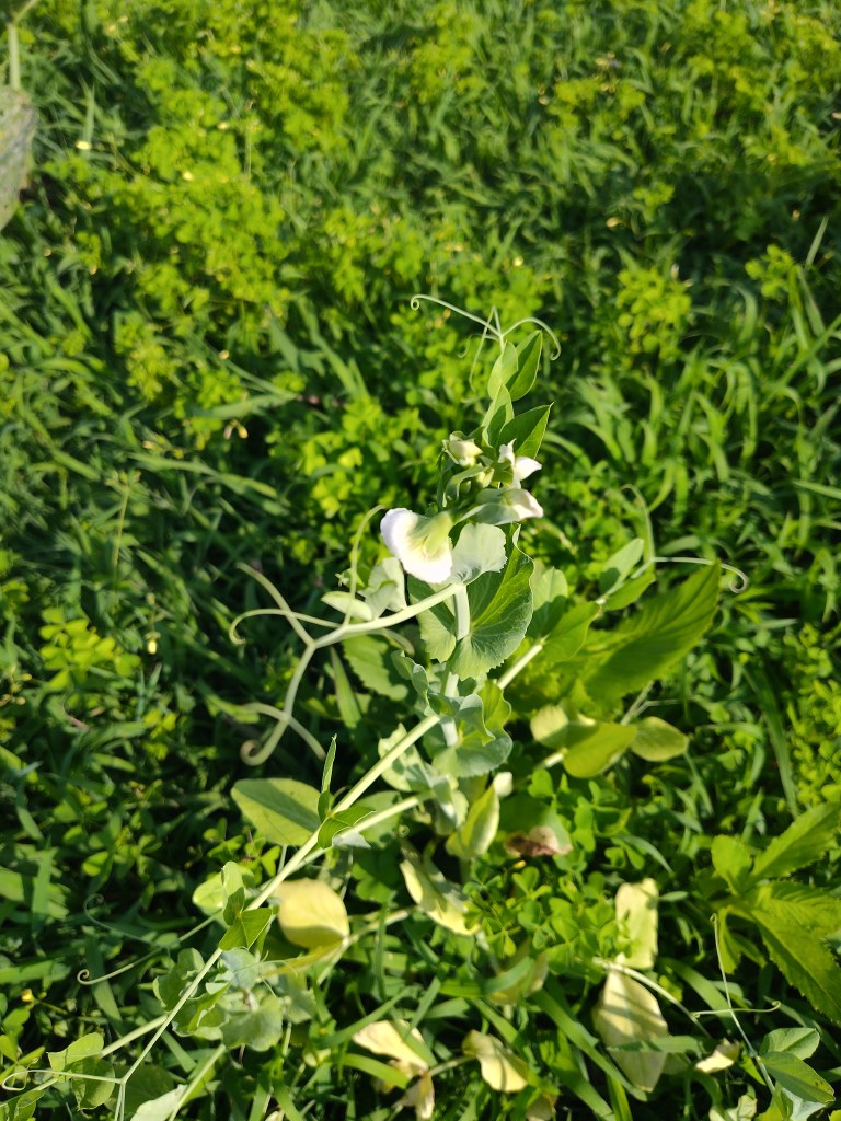 pea blossom, peas, blossoms