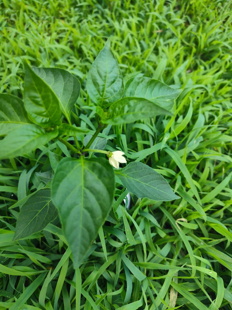 gochugaru pepper, peppers