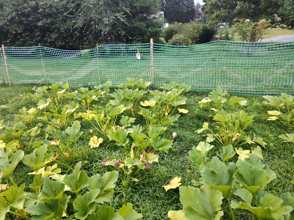 Squash