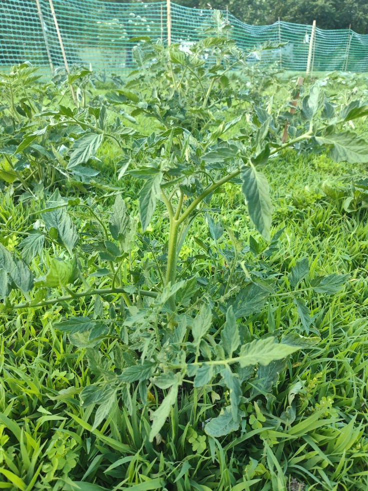 tomato plant, gardening