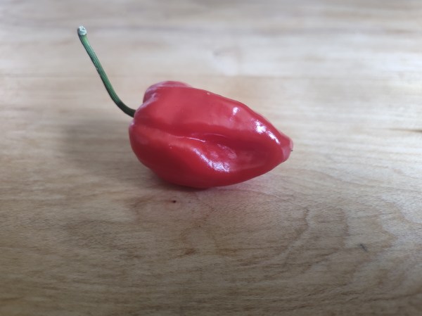 habanero pepper