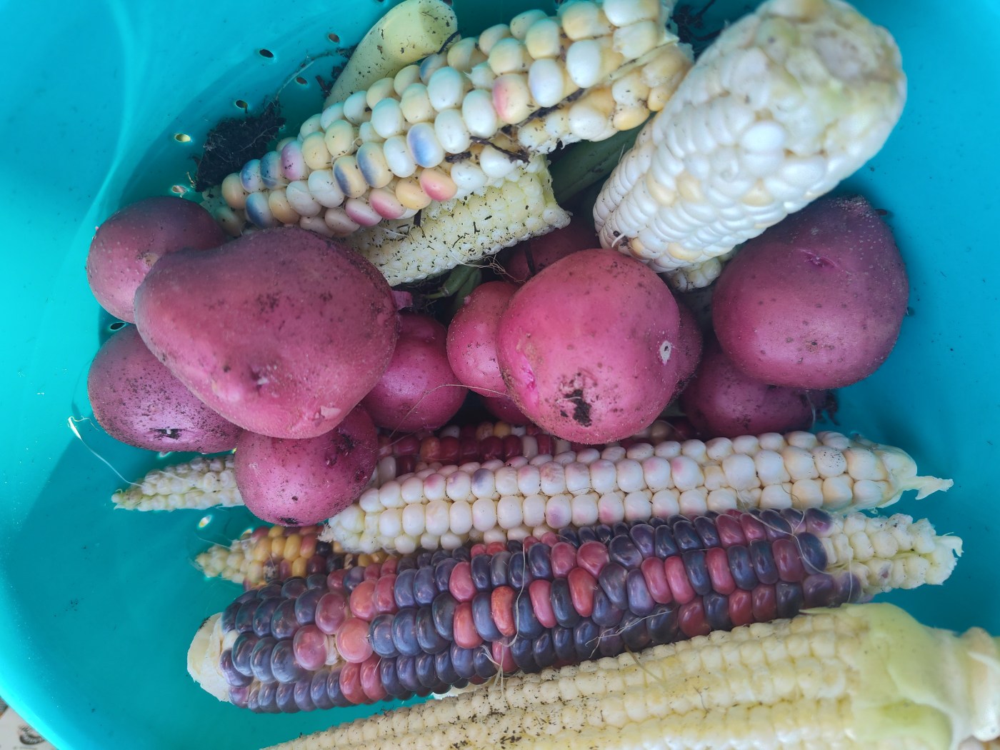 Potatoes, Corn