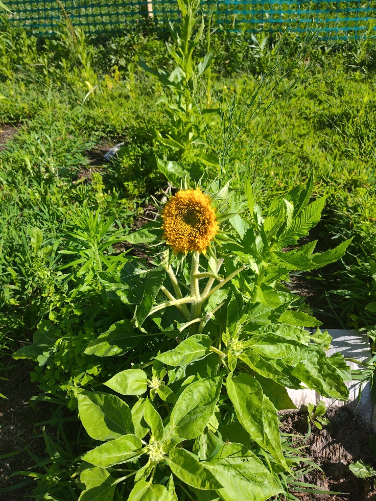 Sunflower