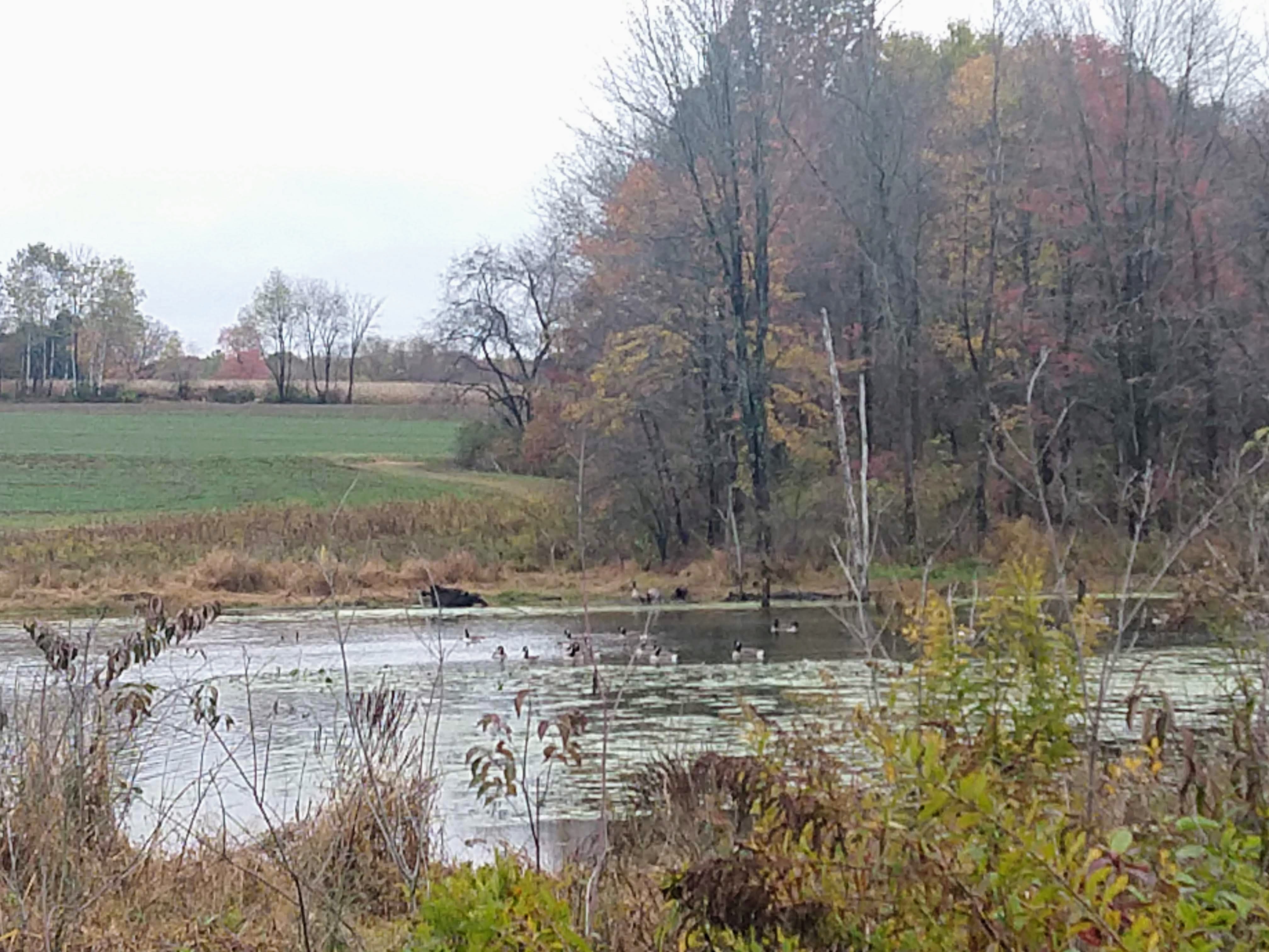Wetlands Rabbits Learning About Pennsylvania’s Wetlands – One Rabbit Riot